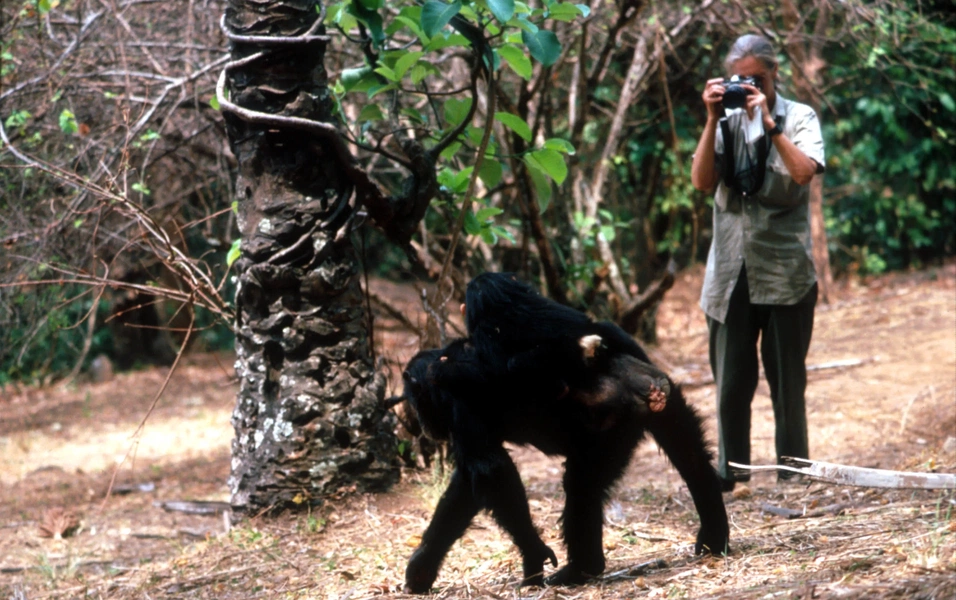 From notebooks to AI: Gombe’s chimp story evolves