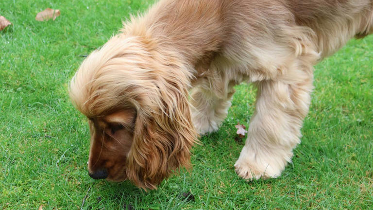 Cocker spaniel discovers a new friend in the backyard and can't hide ...