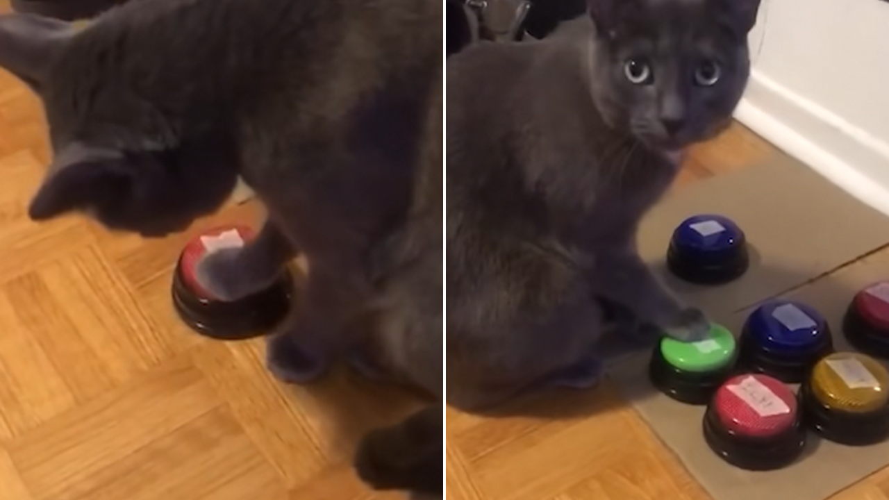 Cat learns to tell mom 