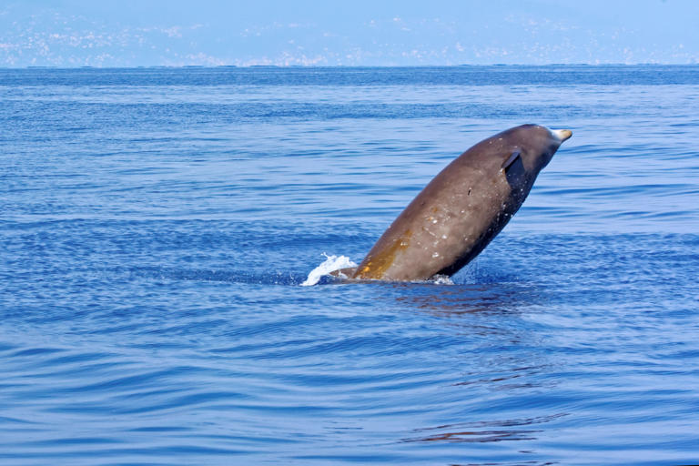 Can fish actually drown?