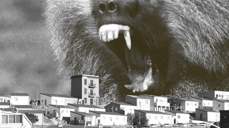 Cape Town seeks solution to its baboon problem