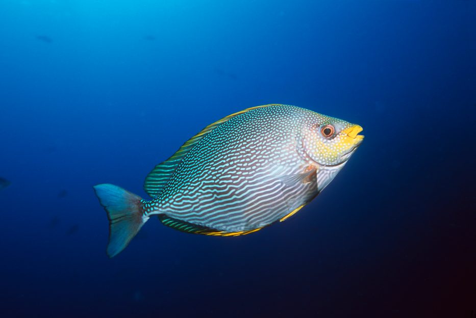 Can fish actually drown?