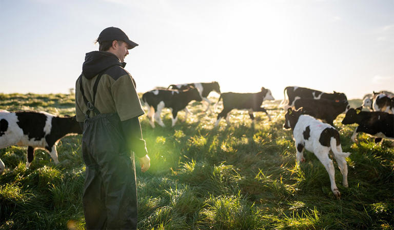 Tragic number of deaths on Irish farms over past decade revealed
