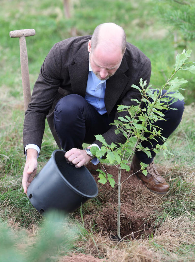 The clever apple tree planting trick Prince William learnt on a Welsh ...