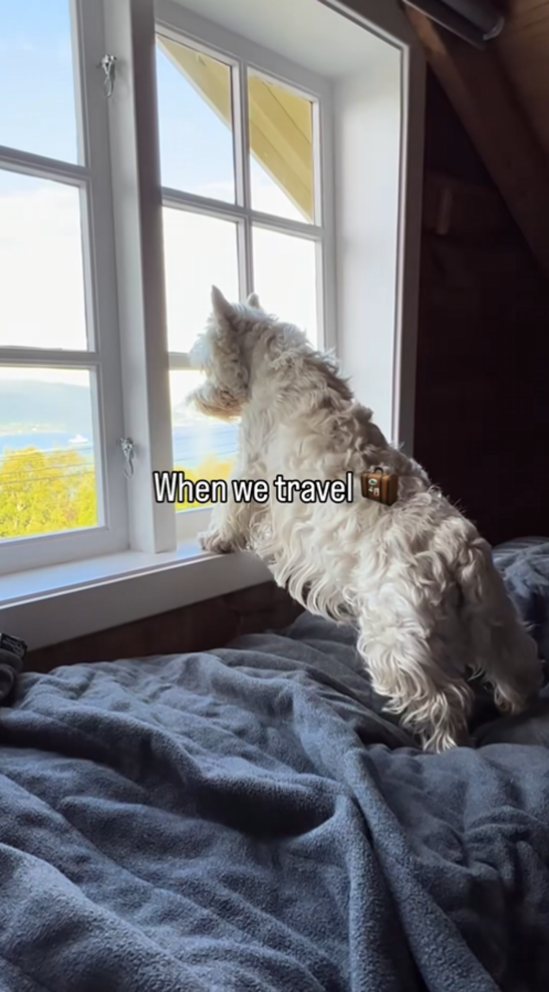 My dog always chooses the window seat