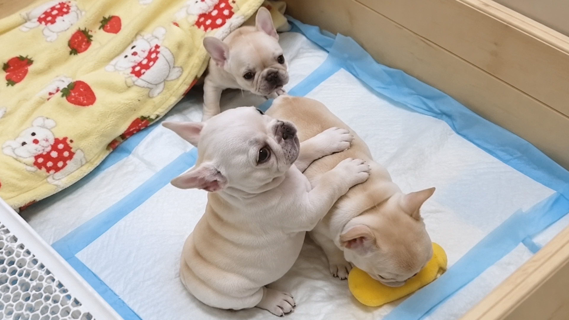 Puppy nap time turns into a three dog pileup