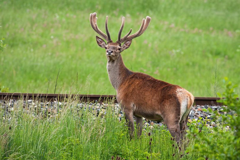 Cork-Dublin train halted for hours after hitting herd of deer