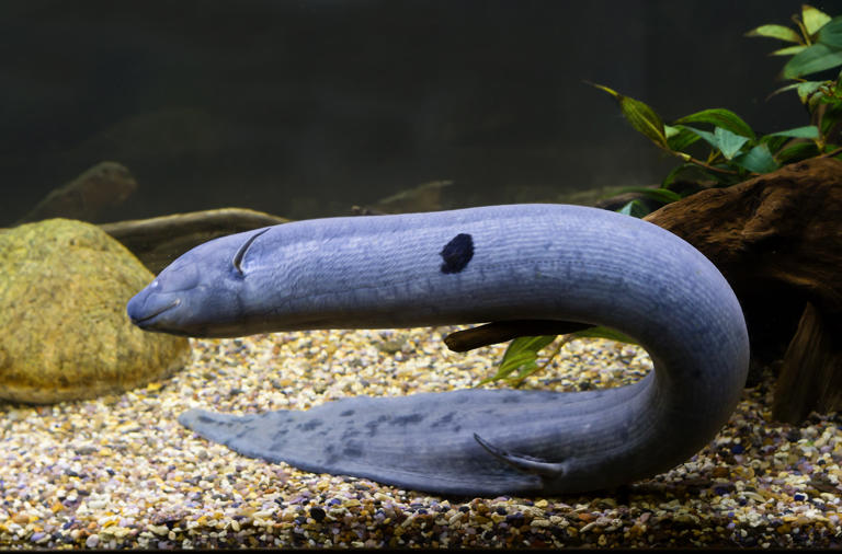 Can fish actually drown?