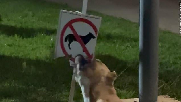 Moody dog chews 'No dogs allowed' sign