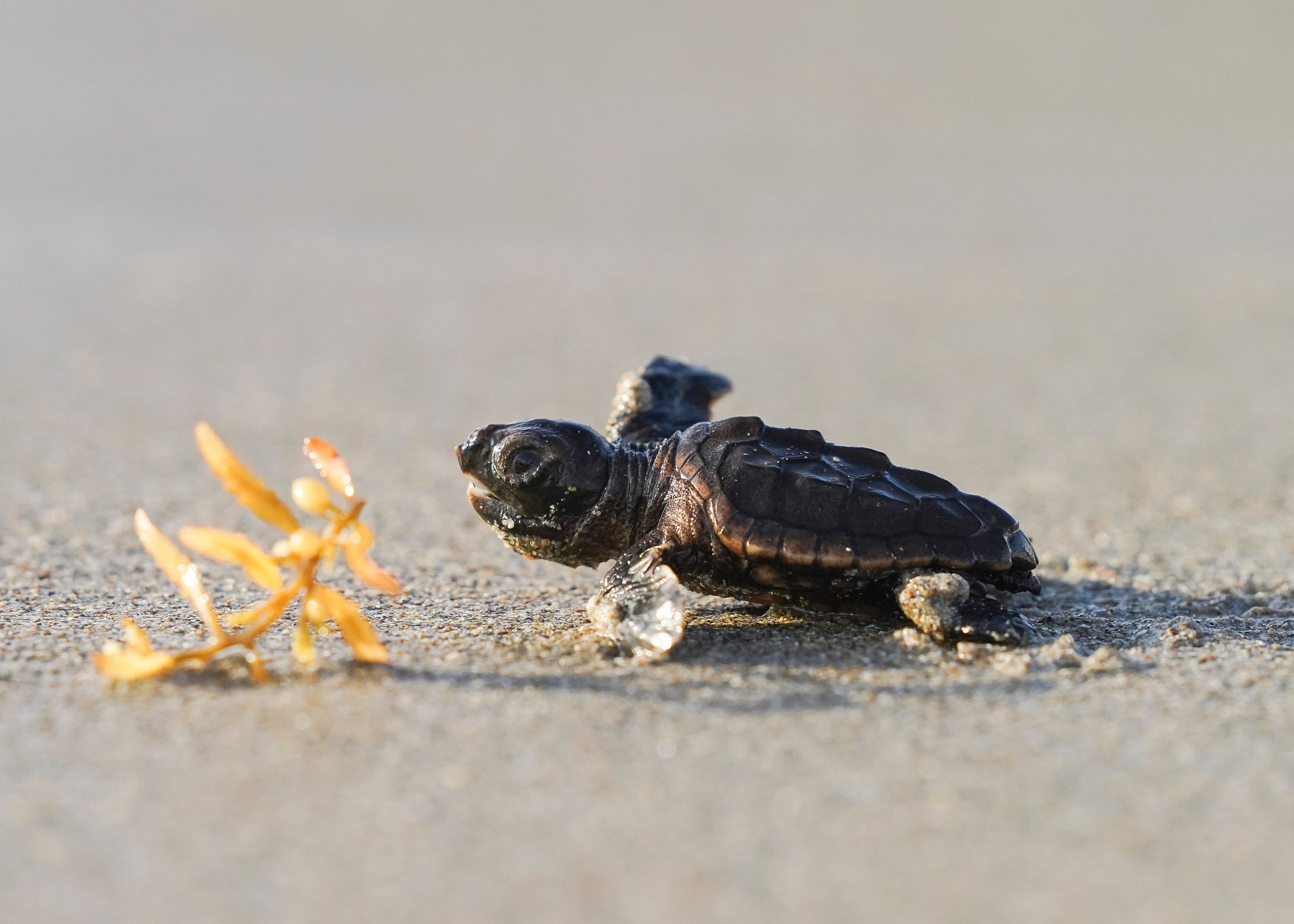 3 Florida counties have banner loggerhead sea turtle nesting season