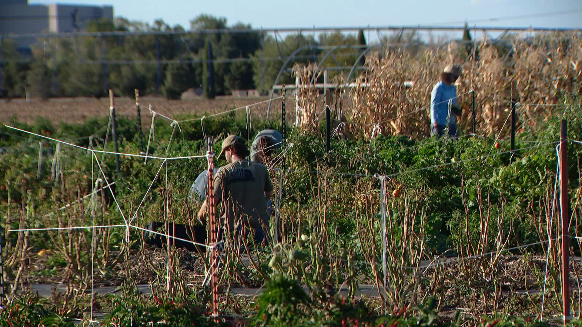 CSU students harvest produce to fight food insecurity