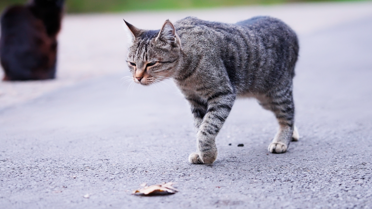 Watch this cat that looks sad, but…