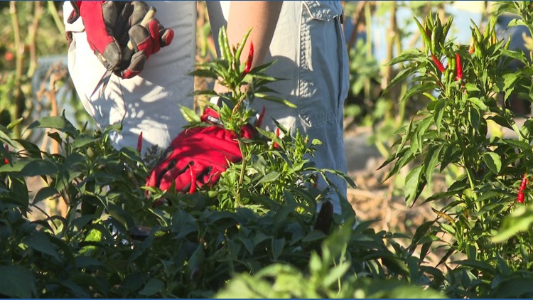 College students fighting food insecurity through on-campus farm ...