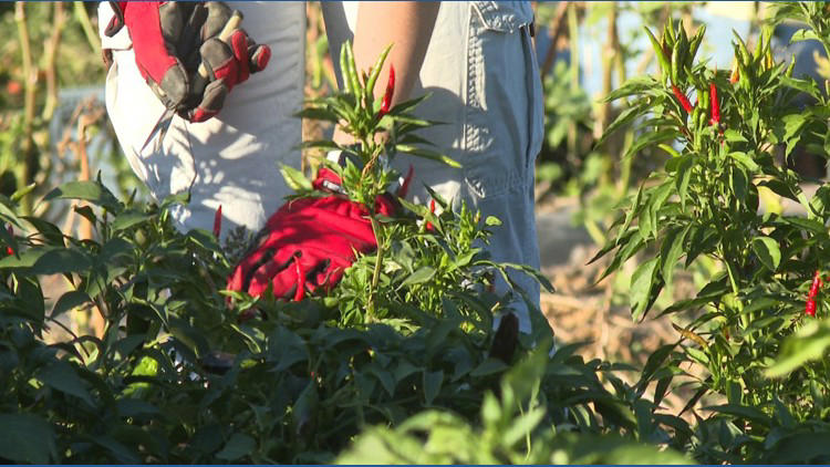 College students fighting food insecurity through on-campus farm ...
