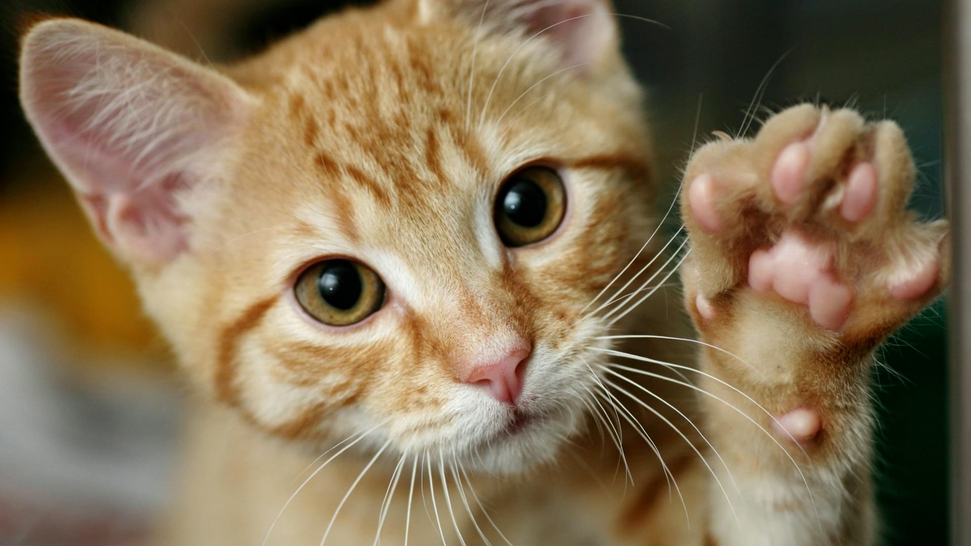 Why cats are a threat to global biodiversity