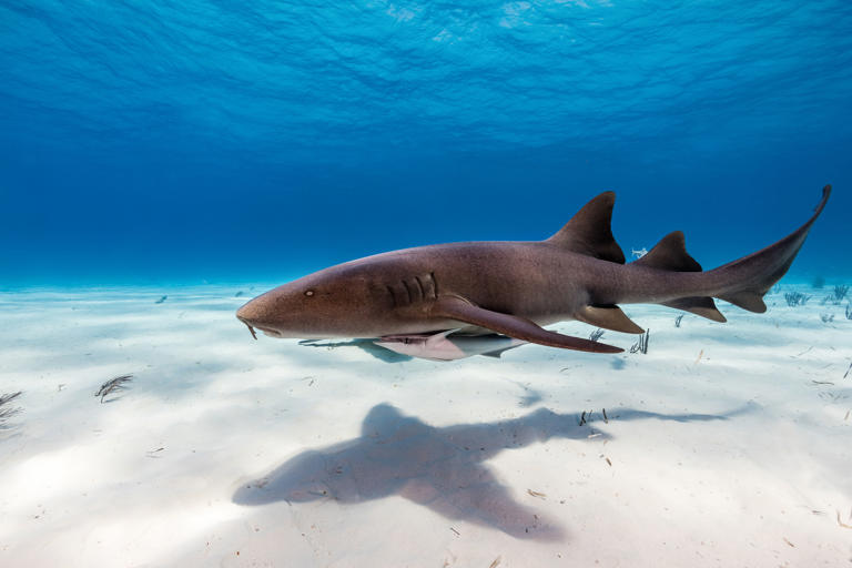 Can fish actually drown?