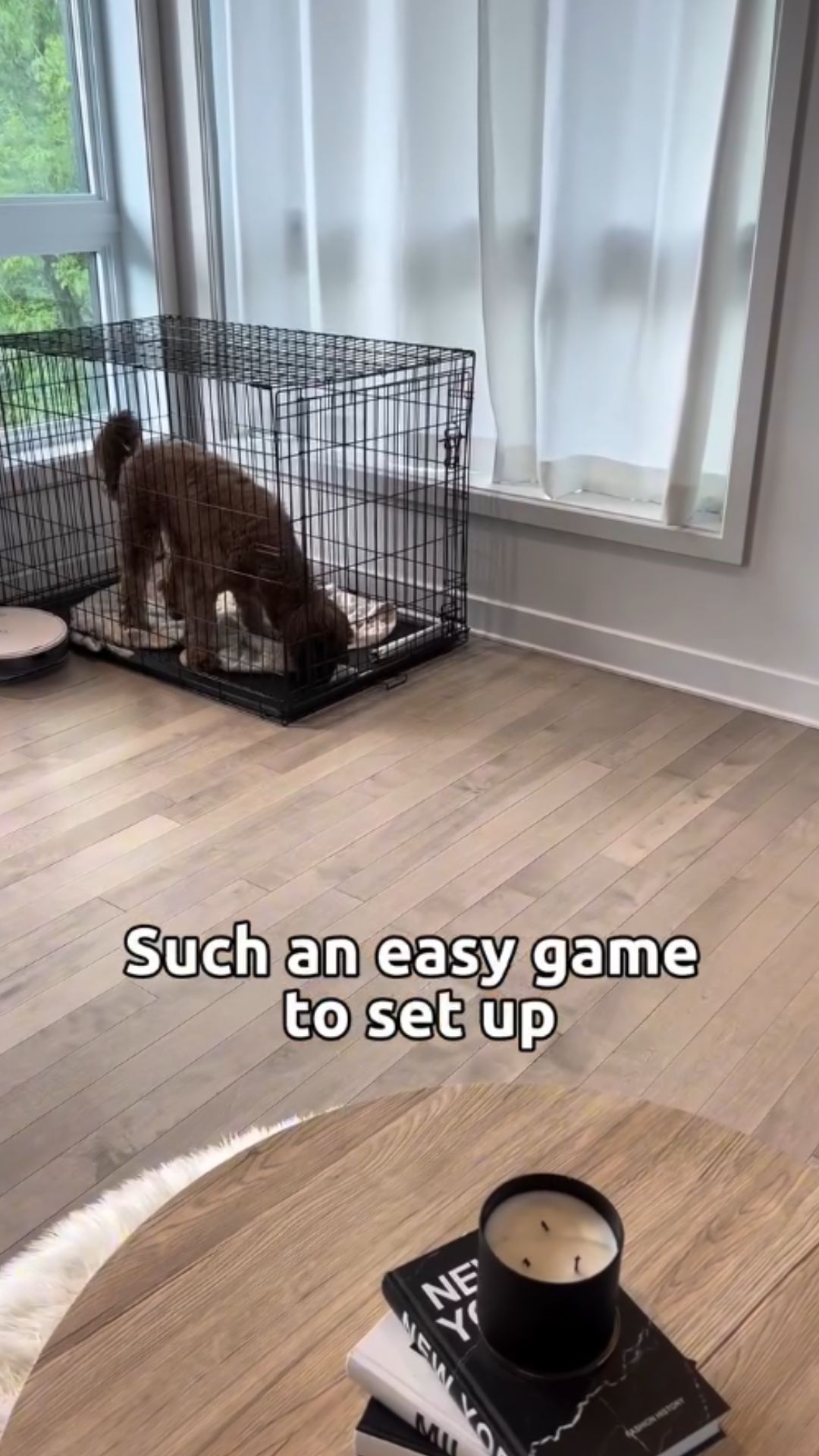 Simple crate training tips every puppy owner should know