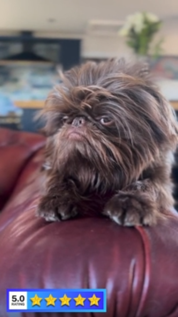 A happy dog with the funniest grumpy face