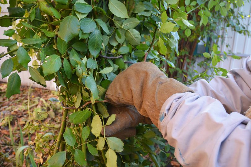 Roses will flower beautifully in spring if you do 1 task Monty Don ...