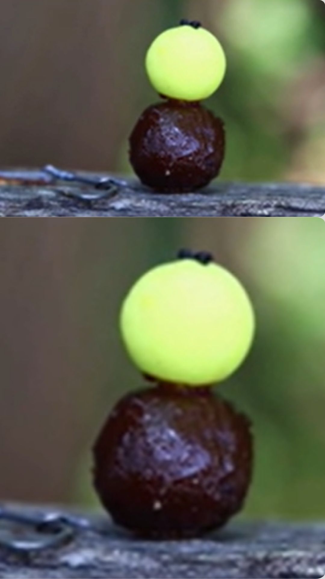 A closer look at carp fishing with boilies and dip