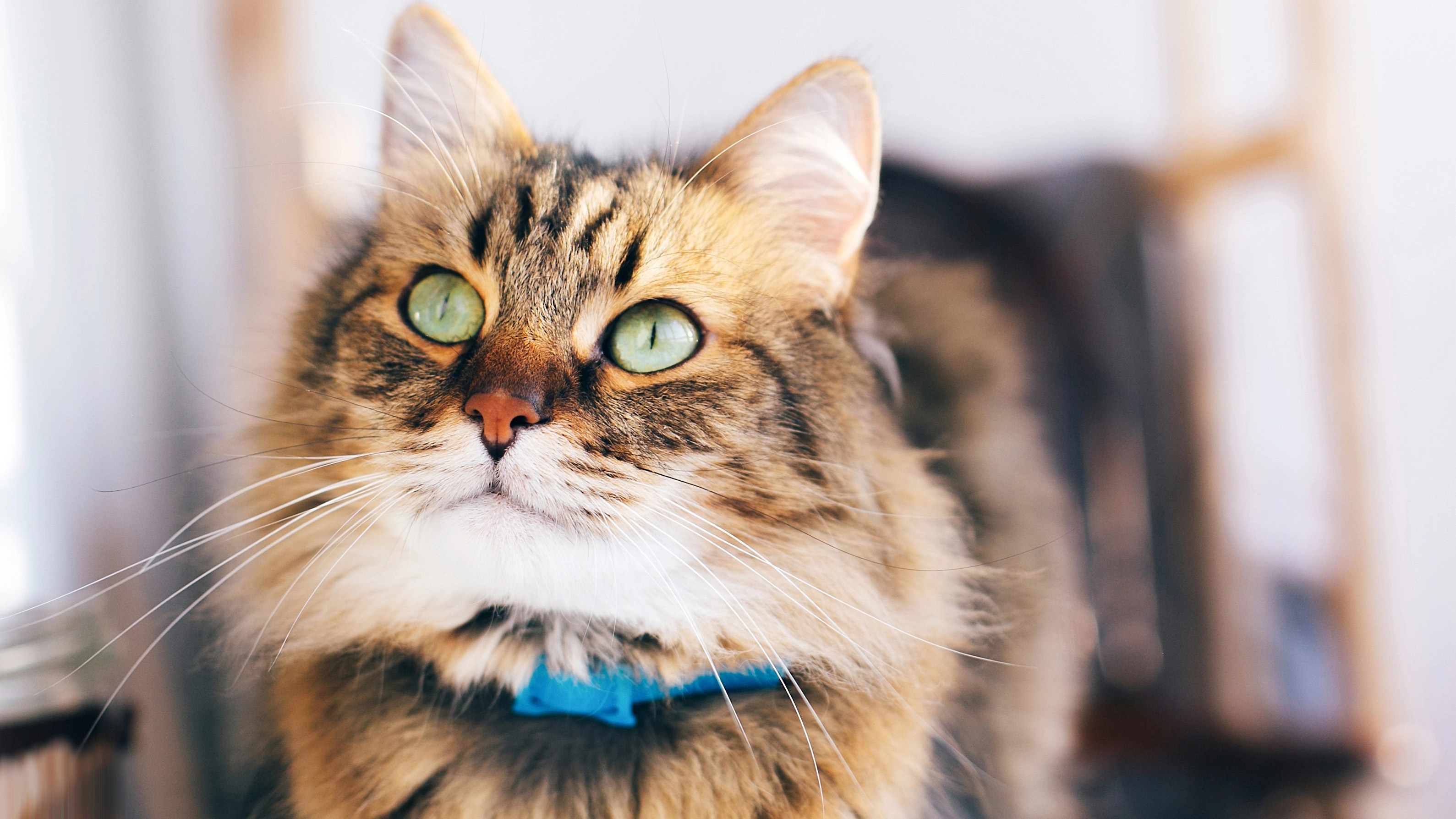 Why it's legal to run a cat over with your car