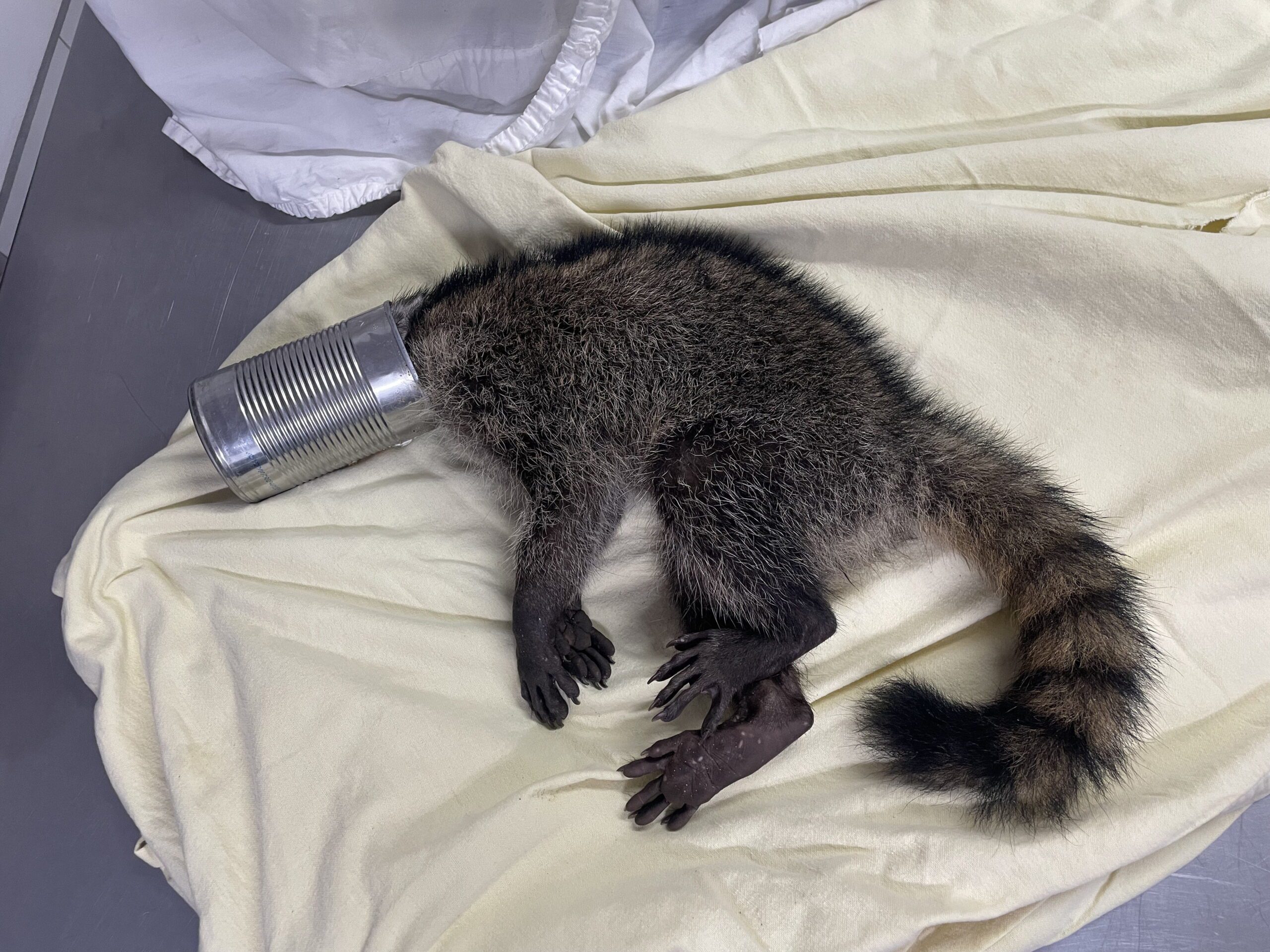 Raccoon rescued after getting head stuck in tin can