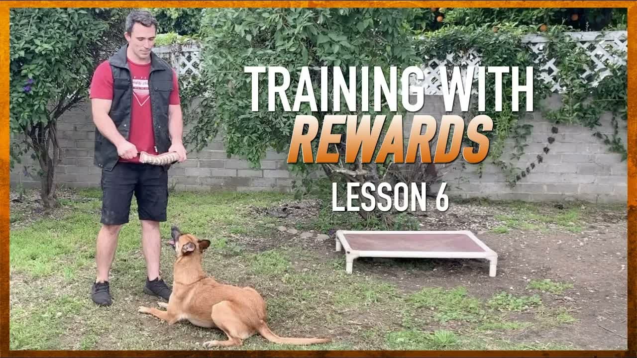 How to effectively use rewards in dog training sessions