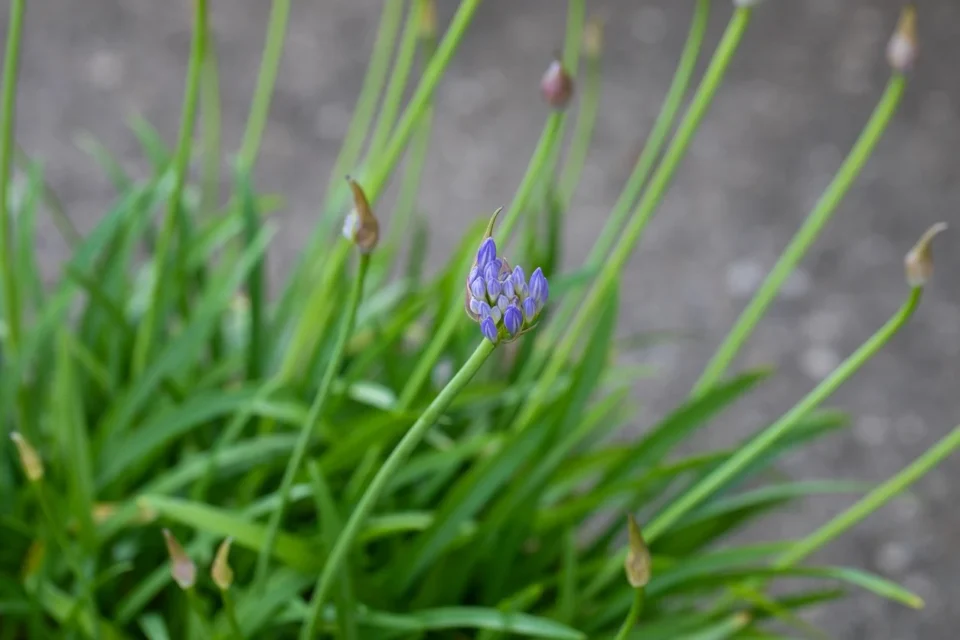 Why your agapanthus won’t bloom—and the fix gardeners must try before fall