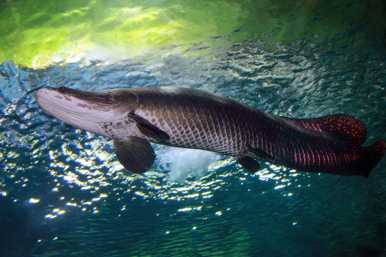 Can fish actually drown?