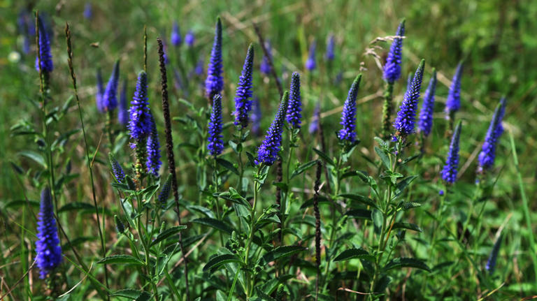 Plant this stunning perennial this fall — it'll grow back even better ...