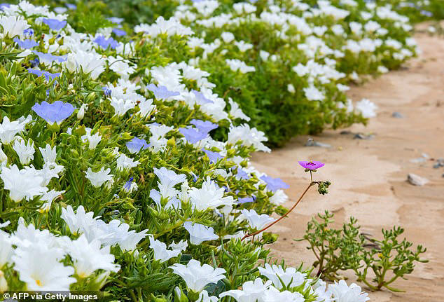 Super El Niño turns the Atacama Desert into a sea of flowers in ...