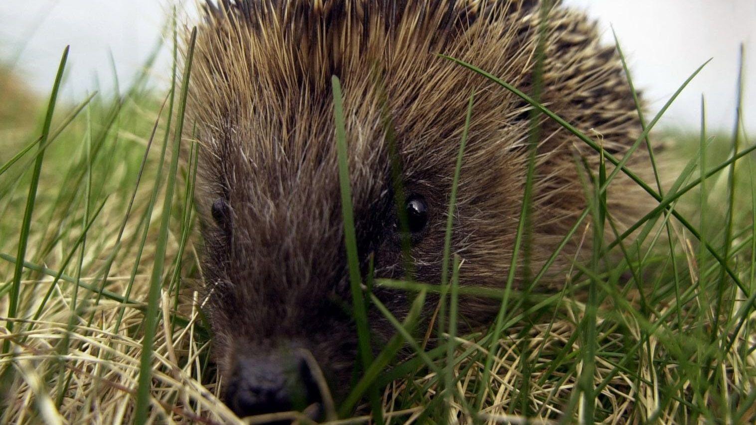 Majority of hedgehogs rescued in past year died