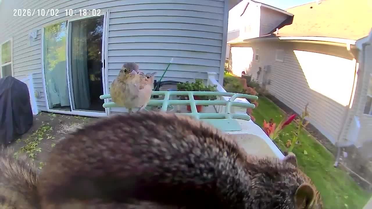 Chipmunk butt-checks bird at feeder