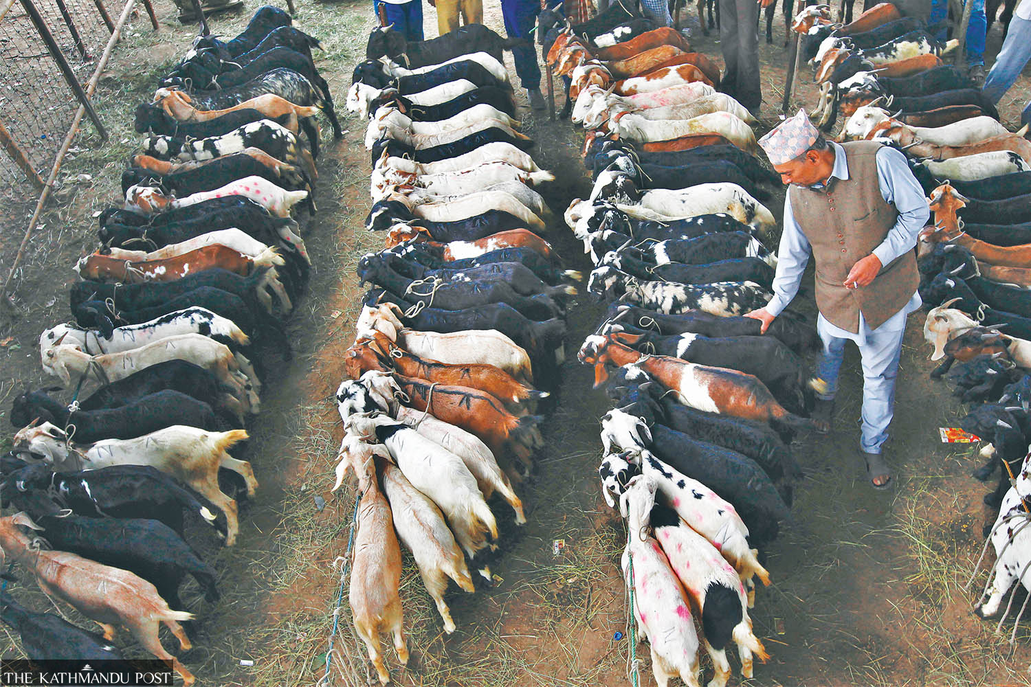 Mutton prices at a record high. Dashain may push them higher