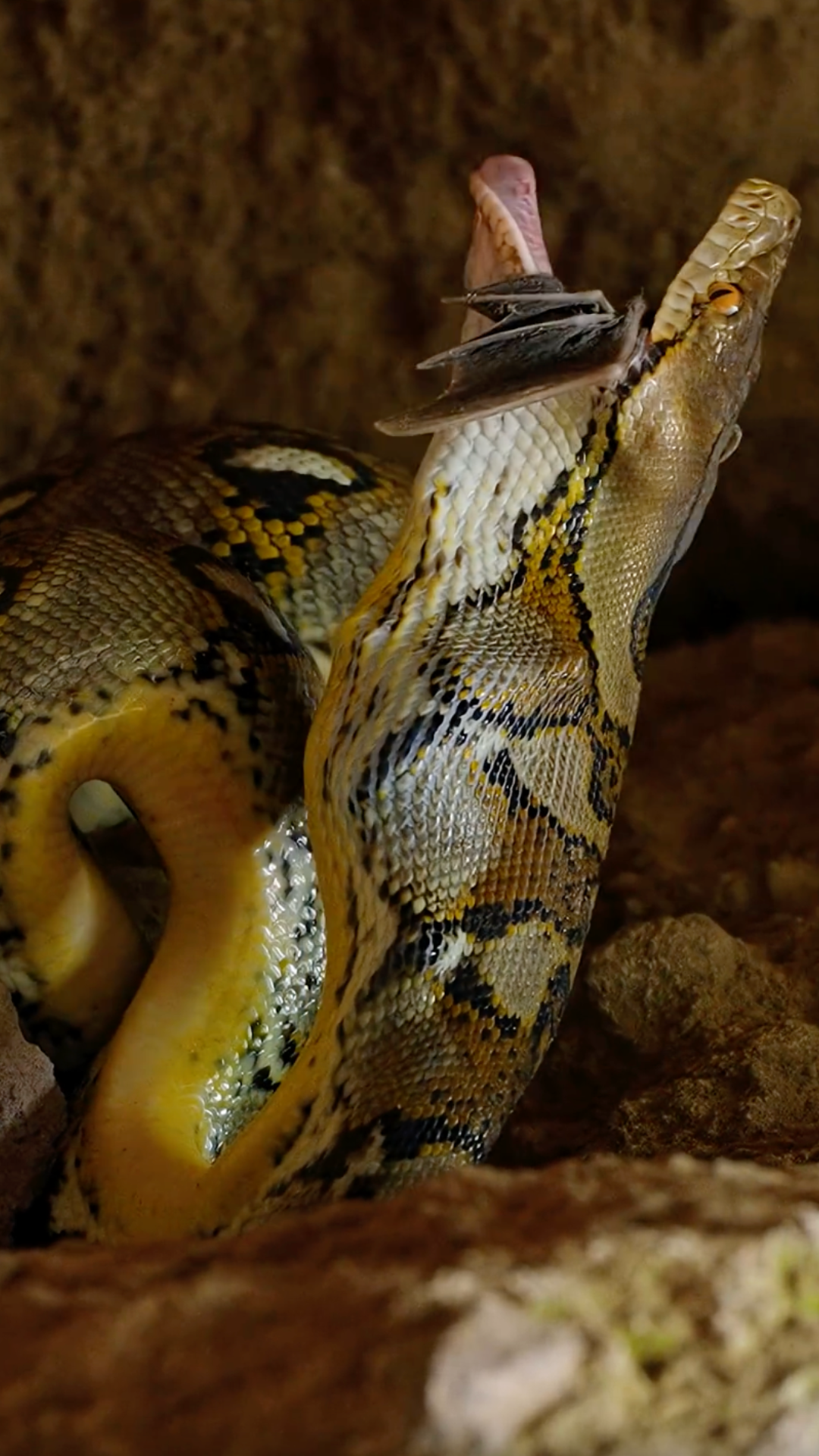 How a python takes down prey like a bat