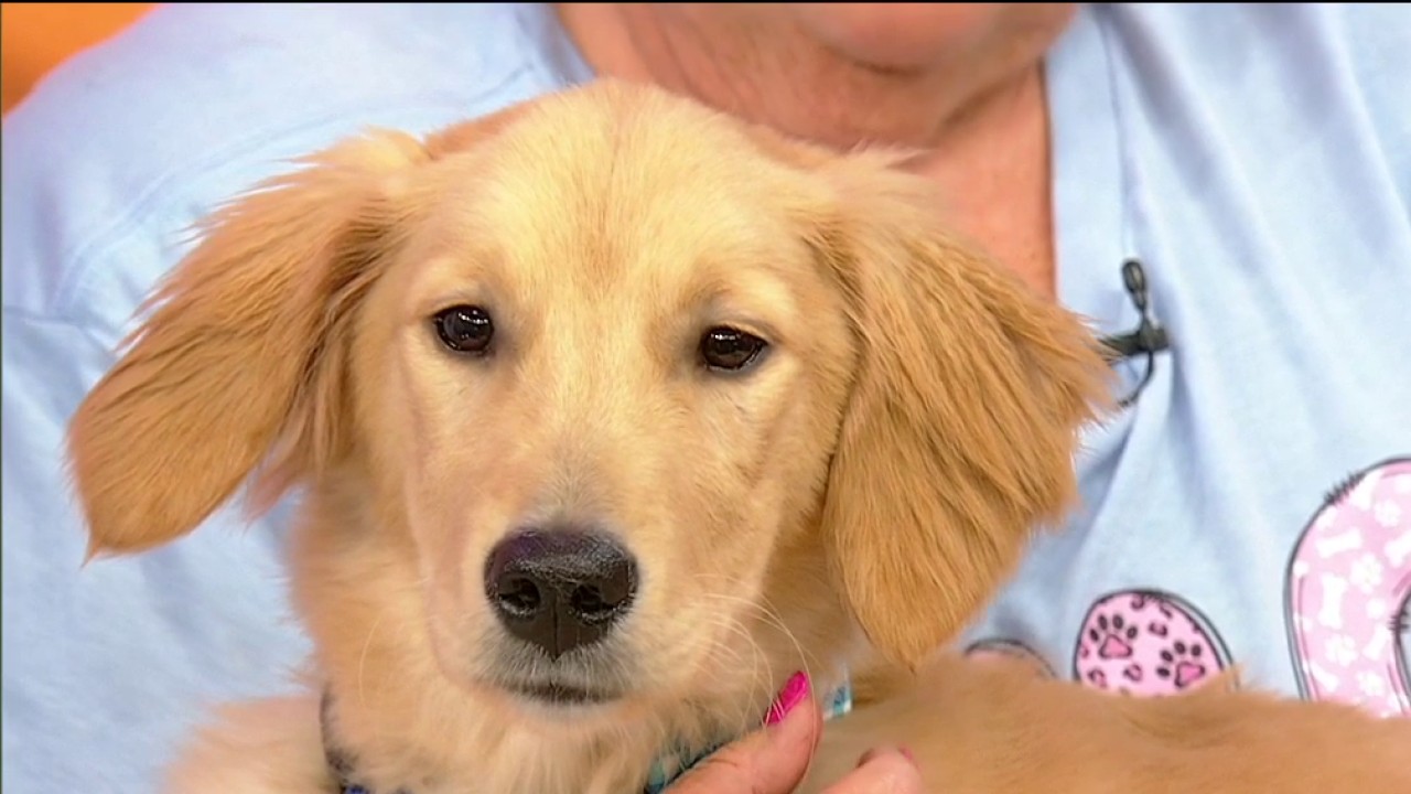Pet of the day: Cooper Casey