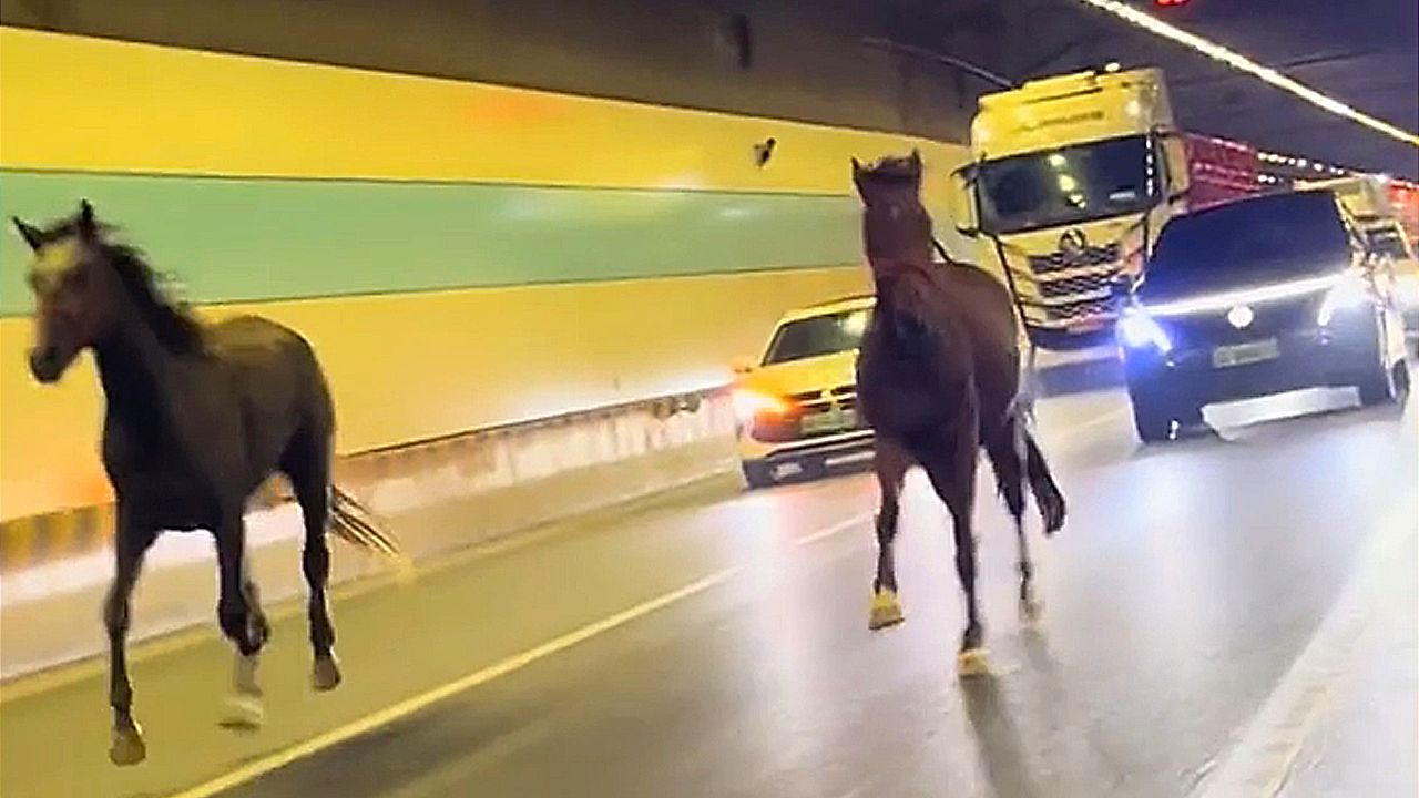 Escaped horses gallop into tunnel in China alongside heavy traffic