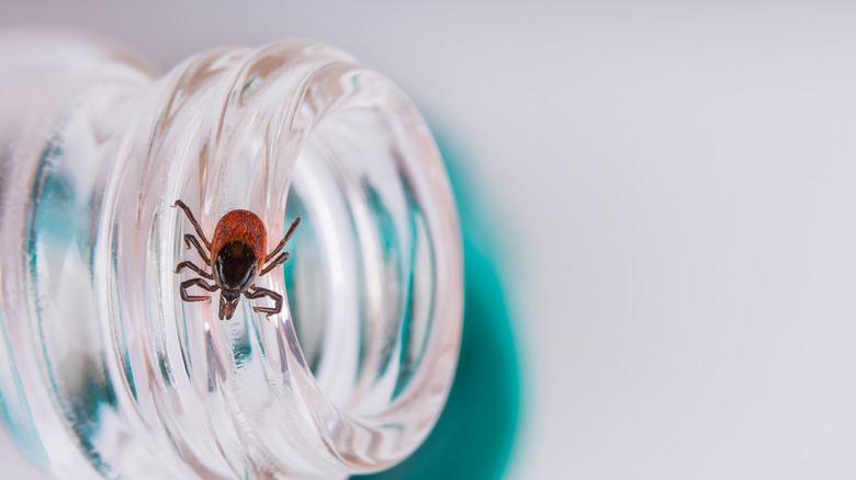 Ticks in the house? You may have your beloved pet to blame