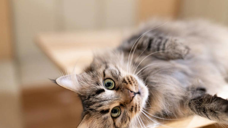 Rare blue torbie swirl Maine coon looks like a blueberry pie dream