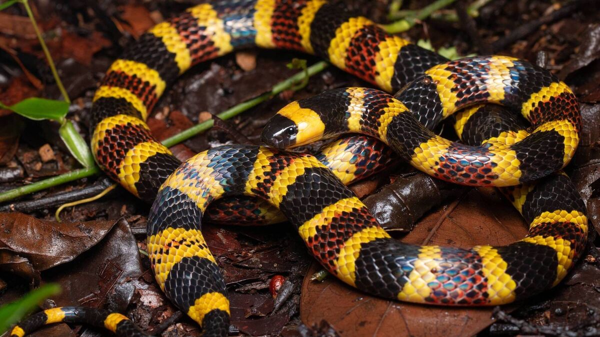 Venomous snakes much likelier to have bright colours than harmless ...