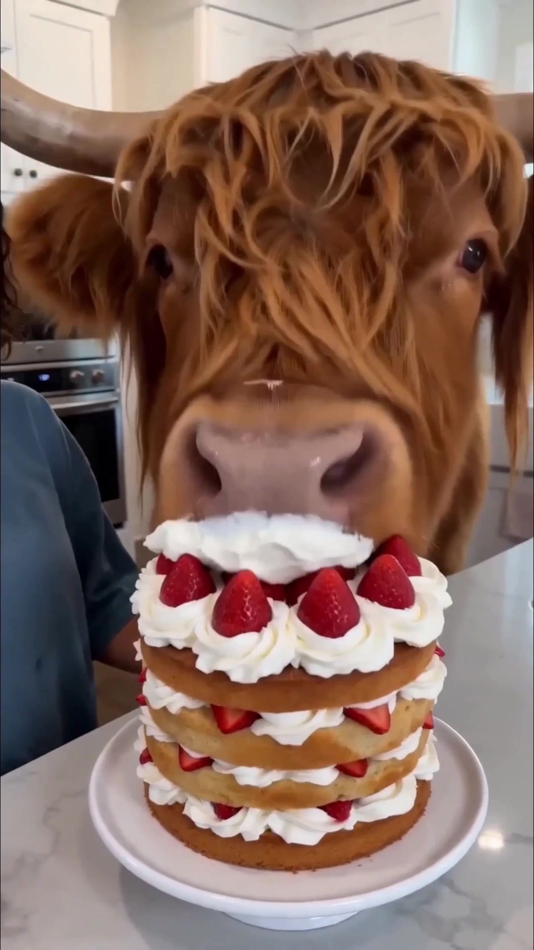 Cooking a cake with a cow?
