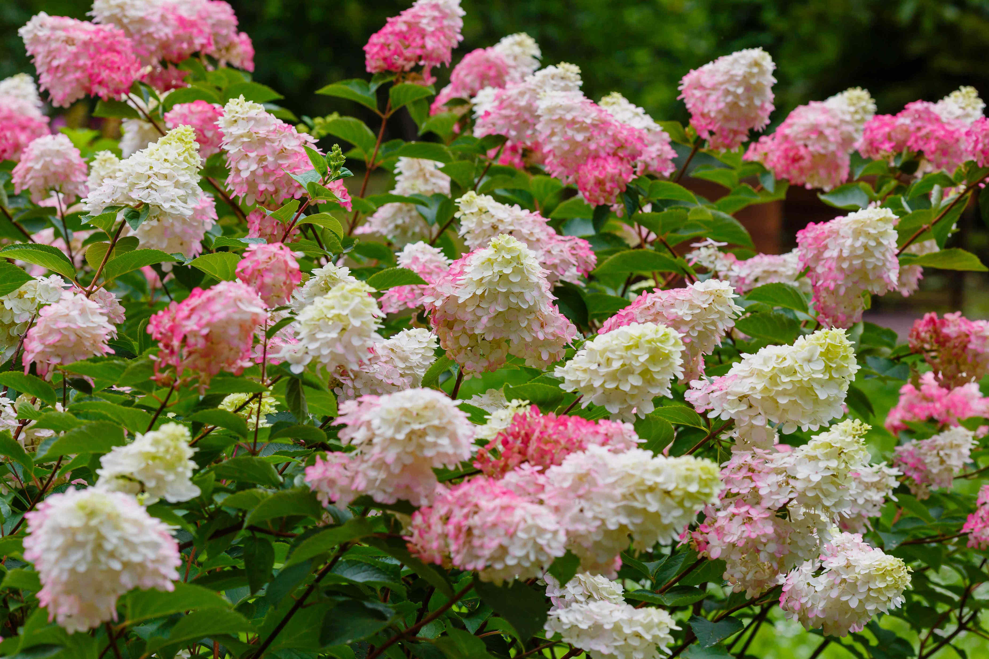 Should you cut back hydrangeas before winter? When it’s a good idea—and ...