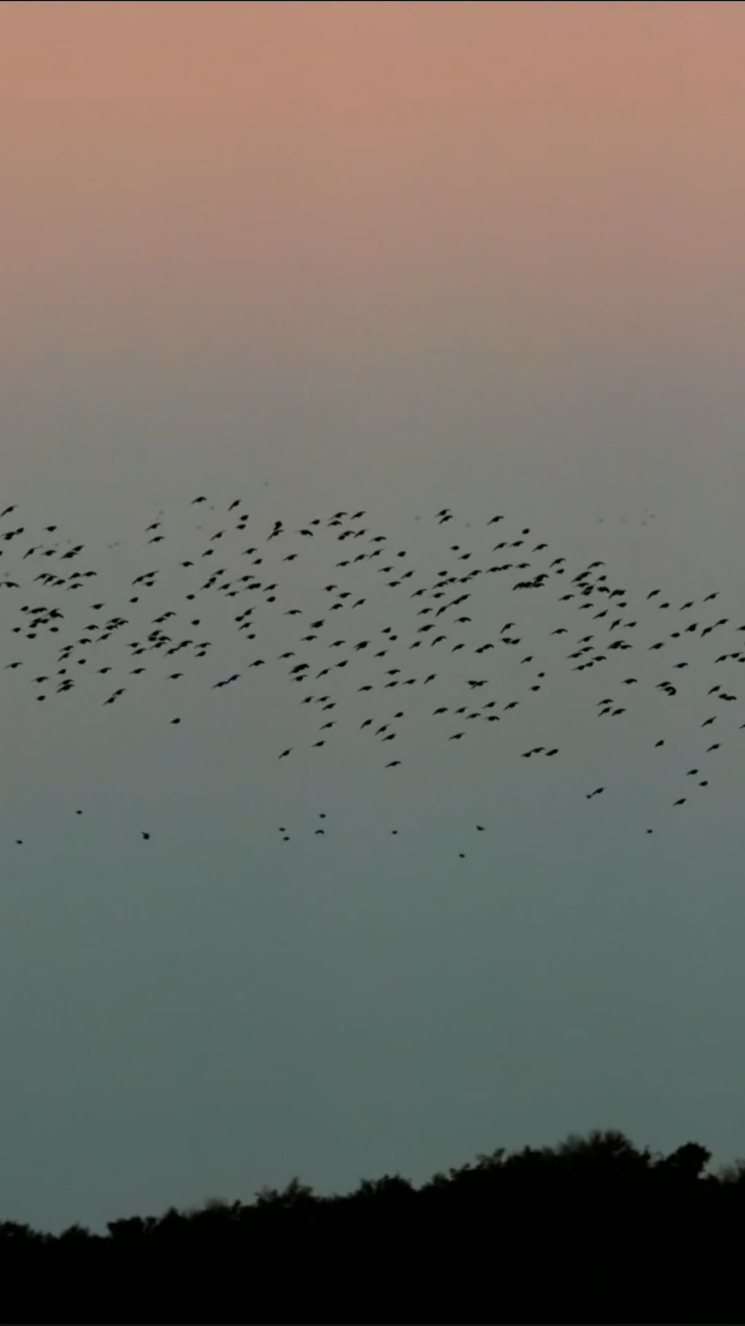 Aerial drone view of nature’s synchronized bird display
