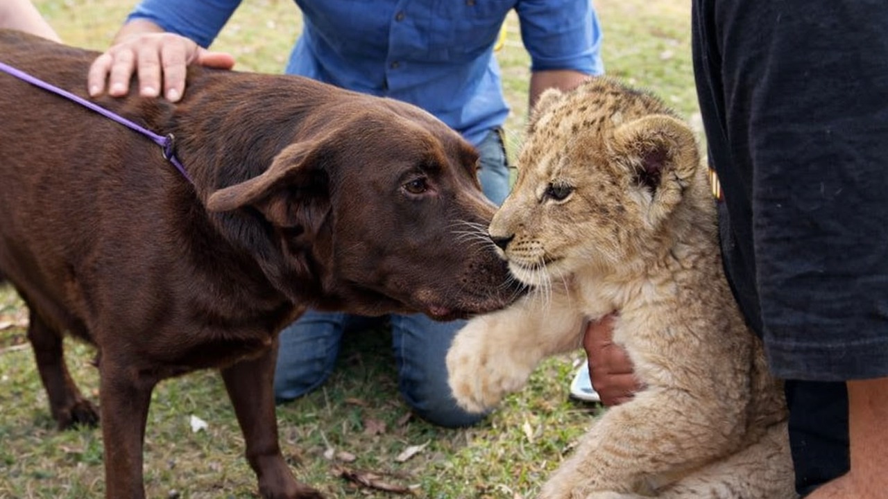 Baby lion loses her mom - then a Labrador decides she’s her baby