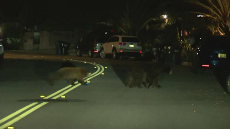 Mama bear, cubs spotted going for late night stroll in Southern California
