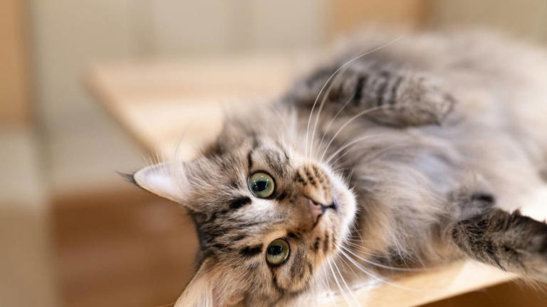 Rare blue torbie swirl Maine coon looks like a blueberry pie dream