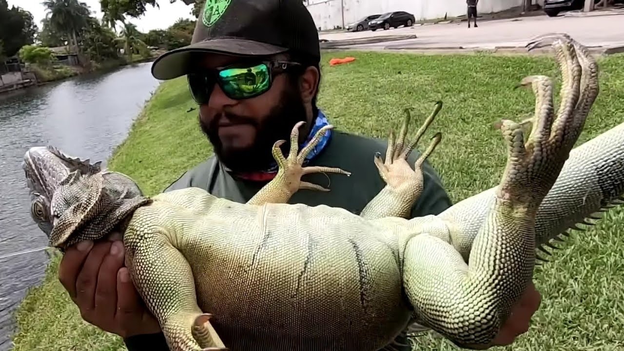 They went fly fishing for 5-foot iguanas... then the lizards started ...