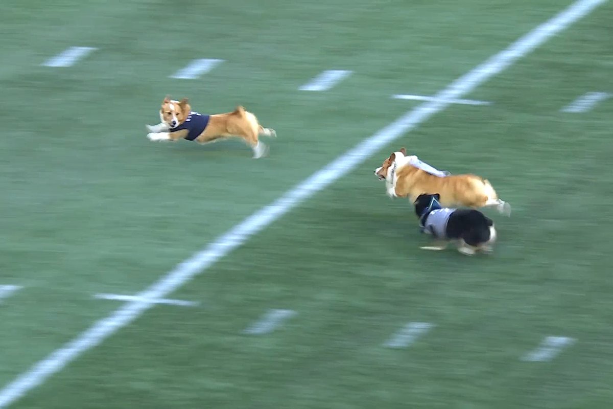 Corgi gives opponents the Usain Bolt look-back as it wins race