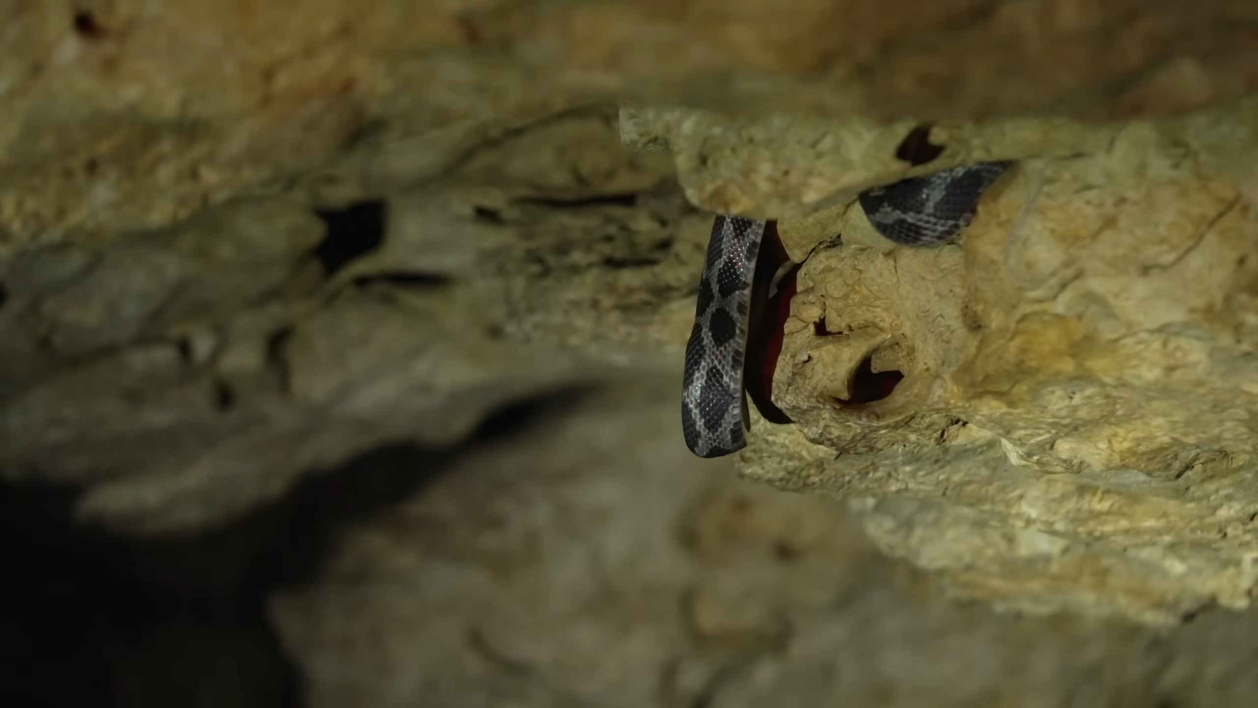 Snakes hang from the ceiling of this Mexican cave - then snatch bats ...