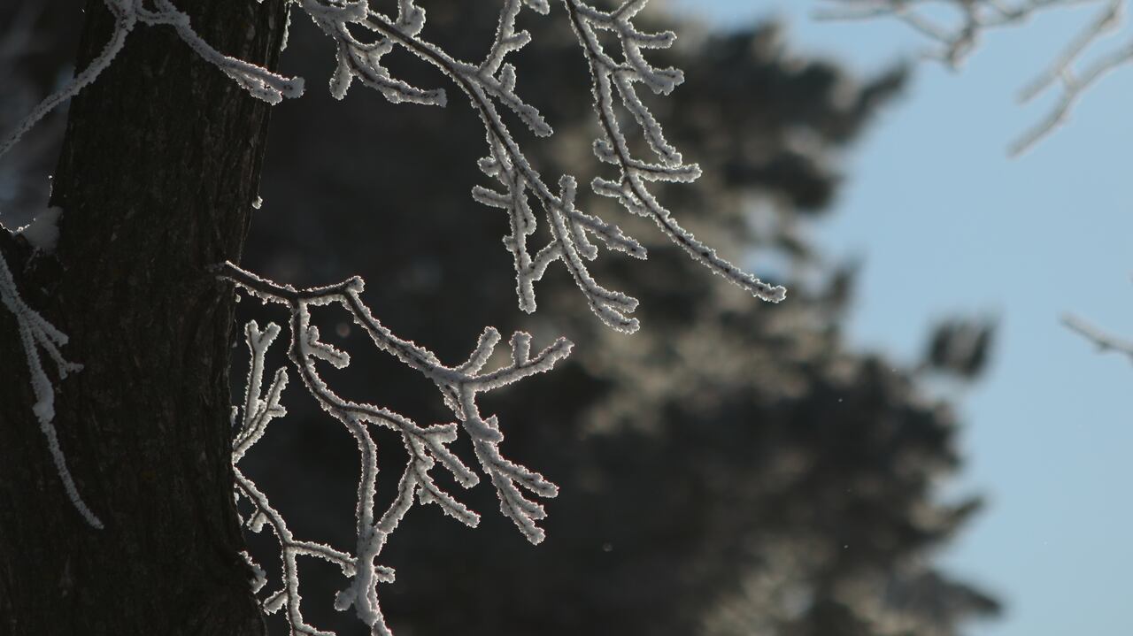 Environment Canada issues GTA's 1st frost advisory of the season